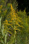 Canada goldenrod